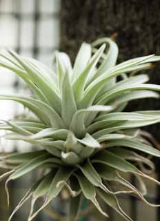 photo,material,free,landscape,picture,stock photo,Creative Commons,Tillandsia Hari chinquapin, houseplant, Aerial plant, Gardening, fleshy plant