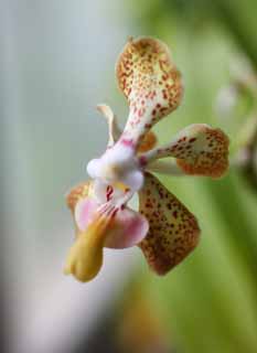 , , , , ,  .,Vanda  Collor, , orchid, , 