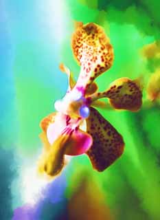 illustration,material,free,landscape,picture,painting,color pencil,crayon,drawing,Vanda bird Collor, Yellow, An orchid, Pink, 
