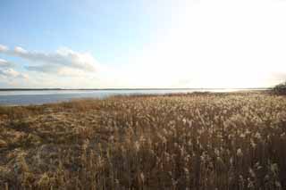 photo,material,free,landscape,picture,stock photo,Creative Commons,The damp plain of the Lake Uto Ney, Damp ground, damp plain, Dry grass, blue sky