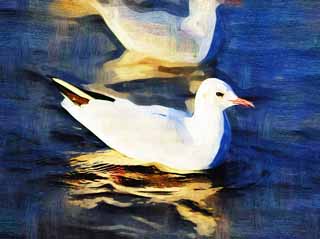 illustration,material,free,landscape,picture,painting,color pencil,crayon,drawing,The oyster bird which shakes for a wave, gull, , , Amiability