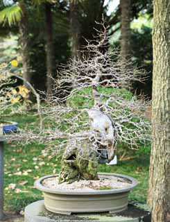 fotografia, materiale, libero il panorama, dipinga, fotografia di scorta,Un bonsai coreano, bonsai, pianta orto, Facendo del giardinaggio, Art