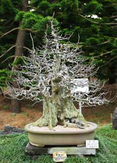 fotografia, material, livra, ajardine, imagine, proveja fotografia,Um bonsai coreano, bonsai, planta de jardim, Ajardinando, Art