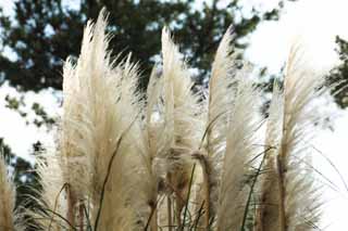 photo,material,free,landscape,picture,stock photo,Creative Commons,Plumes of pampas grass, pampas, Korea, , 
