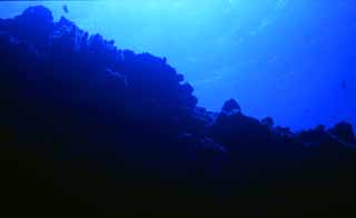 photo,material,free,landscape,picture,stock photo,Creative Commons,Sea of dead coral, blue, sea, , 
