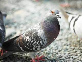 photo,material,free,landscape,picture,stock photo,Creative Commons,A domestic pigeon, dove, , , wing