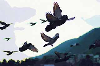 illust, materiale, libero panorama, ritratto dipinto, matita di colore disegna a pastello, disegnando,Il volo del piccione nazionale, colomba, , , ala
