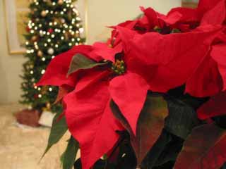 photo,material,free,landscape,picture,stock photo,Creative Commons,Season of the poinsettia, red, , , 