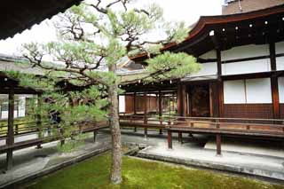 Foto, materieel, vrij, landschap, schilderstuk, bevoorraden foto,Ninna-ji Temple Shin-Den, Pijnboom, Jap-trant kamer, Jap-trant gebouw, Bekapte passage koppelende gebouwen