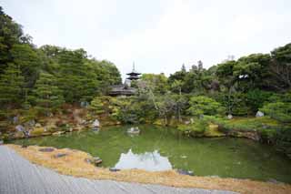 Foto, materieel, vrij, landschap, schilderstuk, bevoorraden foto,Ninna-ji Tempel noord tuin, Vijf Storeyed Pagoda, Ik ben Japanse-trant, Waterplas, Trant van Japanse tuin met een waterplas in het centrum tuin