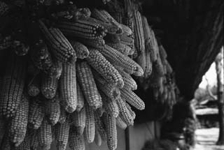 photo,material,free,landscape,picture,stock photo,Creative Commons,Corns hung under the eaves, food, , , 