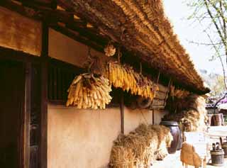 photo,material,free,landscape,picture,stock photo,Creative Commons,Corns hung under the eaves, tradition, , , 