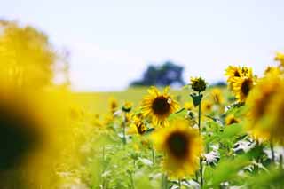 photo,material,free,landscape,picture,stock photo,Creative Commons,The sunflower of the one side, sunflower, Full bloom, blue sky, natural scene or object which adds poetic charm to the season of the summer