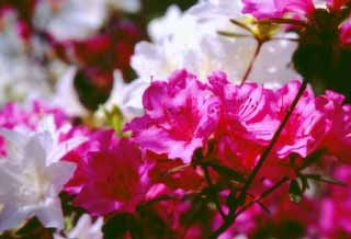 fotografia, material, livra, ajardine, imagine, proveja fotografia,Flores de azalia brancas e vermelhas, azalia, vermelho, , 