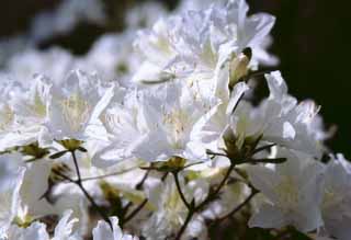photo,material,free,landscape,picture,stock photo,Creative Commons,White azalea flowers, azalea, white, , 
