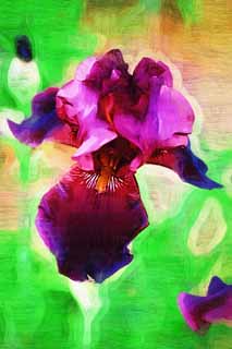illustration,material,free,landscape,picture,painting,color pencil,crayon,drawing,A German iris, An iris, , I am luxurious, Purple