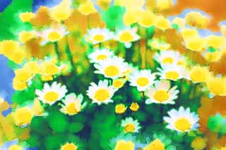 Illust, materieel, vrij, landschap, schilderstuk, schilderstuk, kleuren potlood, crayon, werkje,Een witte bloem, Chrysant, Geel, Blanke, Tuinier