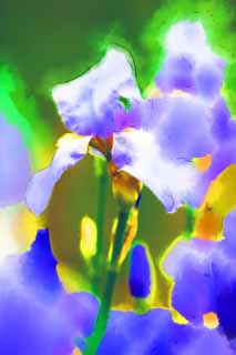 illustration,material,free,landscape,picture,painting,color pencil,crayon,drawing,A German iris, An iris, , I am luxurious, Purple