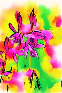 illustration,material,free,landscape,picture,painting,color pencil,crayon,drawing,A bletilla, An orchid, bletilla, Germfree dissemination, Purple