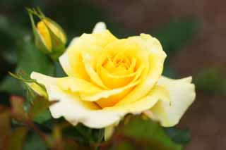 photo,material,free,landscape,picture,stock photo,Creative Commons,A yellow rose, rose, , , I am pretty