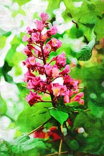 illustration,material,free,landscape,picture,painting,color pencil,crayon,drawing,The flower of the horse chestnut tree, petal, I am pretty, I am beautiful, horse chestnut