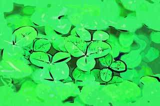 illustration,material,free,landscape,picture,painting,color pencil,crayon,drawing,The clover of the one side, leaf, white Dutch, The trifolium genus, Shamrock