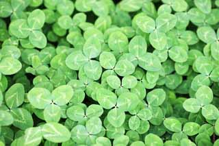 photo,material,free,landscape,picture,stock photo,Creative Commons,The clover of the one side, leaf, white Dutch, The trifolium genus, Shamrock