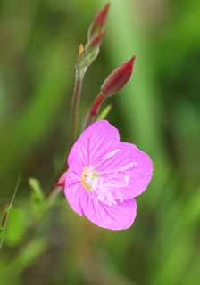 , , , , ,  .,Oenothera rosea Oenothera, , naturalized species, weed,  