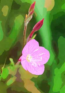 illust, , , , , ,  ,  , .,Oenothera rosea Oenothera, , naturalized species, weed,  