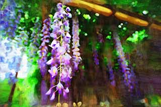 illustration,material,free,landscape,picture,painting,color pencil,crayon,drawing,The wisteria trellis of Byodo-in Temple, Purple, , Japanese wistaria, 