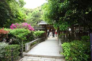 Foto, materieel, vrij, landschap, schilderstuk, bevoorraden foto,Het is een Shinto heiligdom stenige brug in Uji, Een benadering van een heiligdom, Een Azalea, Stenig bruggen, Shinto