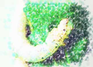 illust, materiale, libero panorama, ritratto dipinto, matita di colore disegna a pastello, disegnando,La larva del baco da seta, Seta, Baco da seta, tessile, bruco verde