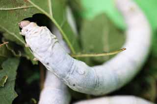 photo,material,free,landscape,picture,stock photo,Creative Commons,The larva of the silkworm, Silk, Silkworm, textile, green caterpillar