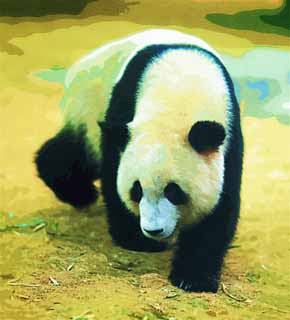 illust, material, livram, paisagem, quadro, pintura, lpis de cor, creiom, puxando,Panda gigantesco, panda, , Eu estou bonito, passeio