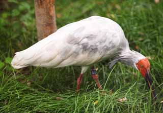 , , , , ,  ., crested ibis, ,  crested ibis, , 