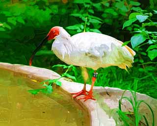 illust, matire, libre, paysage, image, le tableau, crayon de la couleur, colorie, en tirant,Un japonais a atteint le sommet l'ibis, Temps, Japonais a atteint le sommet l'ibis, , 