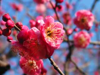 photo,material,free,landscape,picture,stock photo,Creative Commons,Cheerful red plum blossoms, plum, red plum, , 