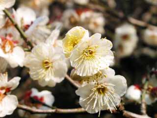 photo,material,free,landscape,picture,stock photo,Creative Commons,White plum in full bloom, plum, , , 