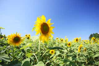 , , , , ,  .,sunflower , sunflower, , , 