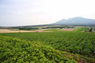 Foto, materieel, vrij, landschap, schilderstuk, bevoorraden foto,Een landelijk landschap van Furano, Veld, Mt. Tokachi-dake, Het land, Landelijk landschap