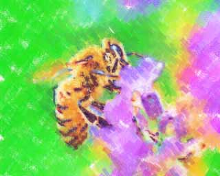 illust, materiale, libero panorama, ritratto dipinto, matita di colore disegna a pastello, disegnando, un'ape ad una lavanda, ape, , , lavanda