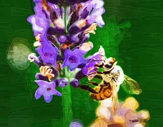 illust, materiell, befreit, Landschaft, Bild, Gemlde, Farbbleistift, Wachsmalstift, Zeichnung,,Es ist eine Biene zu einem Lavendel, Biene, , , Lavendel
