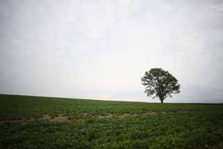 photo,material,free,landscape,picture,stock photo,Creative Commons,A tree of the philosophy, field, tree, The country, rural scenery