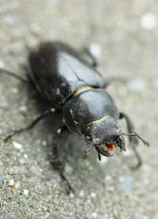 photo,material,free,landscape,picture,stock photo,Creative Commons,Stag beetle, stag beetle, beetle, feeler, chin