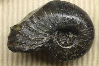 photo,material,free,landscape,picture,stock photo,Creative Commons,An ammonite, fossil, An ammonite, pumpkin stone, Amon shellfish