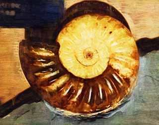illust, , , , , ,  ,  , .,ammonite, , ammonite,  , Amon shellfish