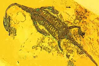illust, materiale, libero panorama, ritratto dipinto, matita di colore disegna a pastello, disegnando,Il fossile del dinosauro, fossile, dinosauro, Una creatura antica, Evoluzione