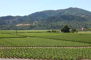 photo, la matire, libre, amnage, dcrivez, photo de la rserve,O un passer, Vin rouge, champ de vigne, Valle Napa, Vin de Californie