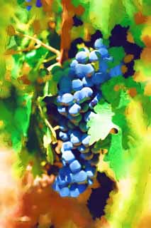 illustration,material,free,landscape,picture,painting,color pencil,crayon,drawing,A grape, Red wine, The brewing, Napa Valley, California wine