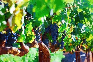 illust, matire, libre, paysage, image, le tableau, crayon de la couleur, colorie, en tirant,Un raisin, Vin rouge, Le brassage, Valle Napa, Vin de Californie